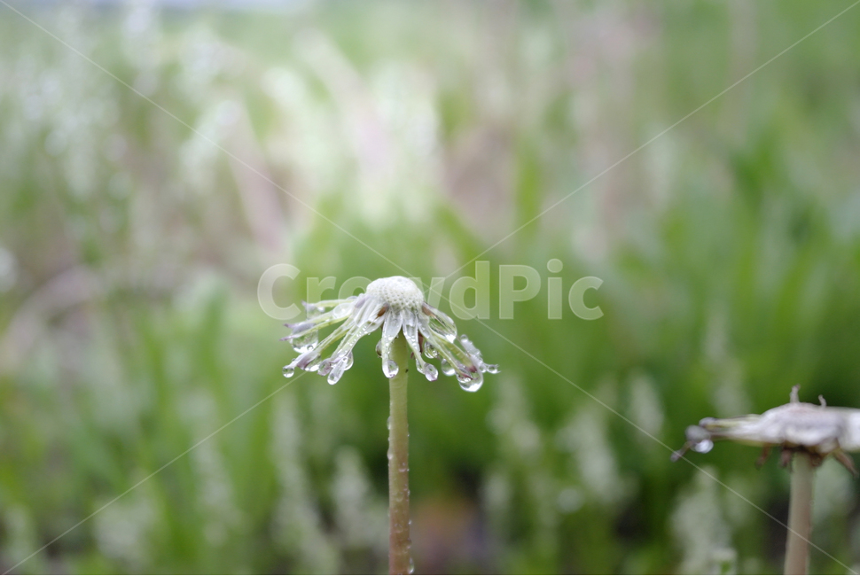rain,비,들꽃,물방울,풀,여름,야외,자연,풀밭,소나기,백그라운드,식물,자연,plants,nature,꽃,flower,비,비오는날,rain,rainy