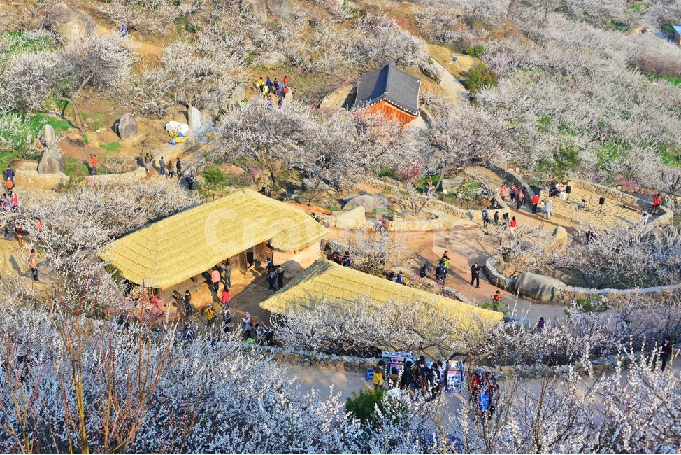 nature,자연,landscape,경치,outdoors,옥외,scenery,풍경,광양,다압,매화마을,섬진강,매화축제,청매실농원,청매원