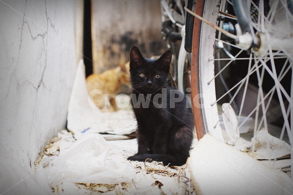 고양이,길고양이,동물,cat,감성,동물,animal,포유류,mammal,고양이,cat,kitten,kitty