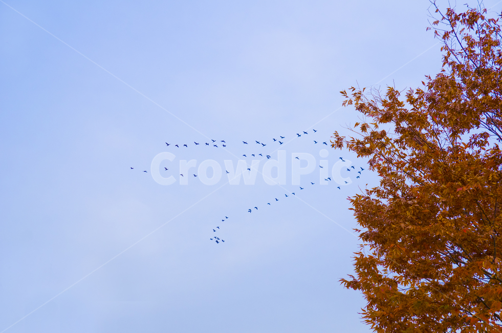 자연,식물,가을,나무,새,하늘,가을,계절,fall,autumn,season,동물,animal,조류,새,birds,flock,대군