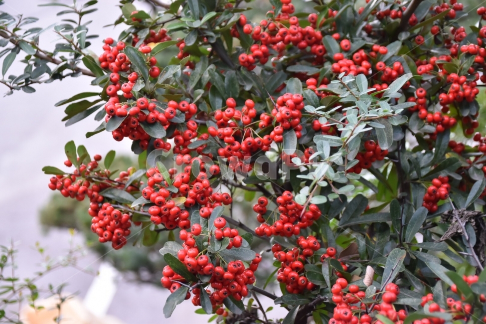 Red,빨강,열매,나무,배경화면,식물,자연,plants,nature,과일,열매,fruit