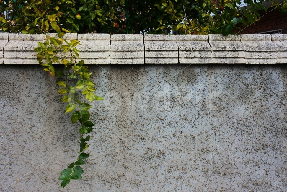 넝쿨,담벼락,논산,지나가다,돌담,식물,자연,plants,nature
