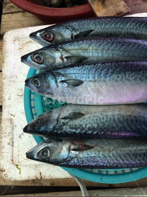 물고기,생선,fish,food,음식,시장,market,음식,식재료,요리,food,cook,meal,dishes,food reserves,수산물,해산물,fishery products,seafood
