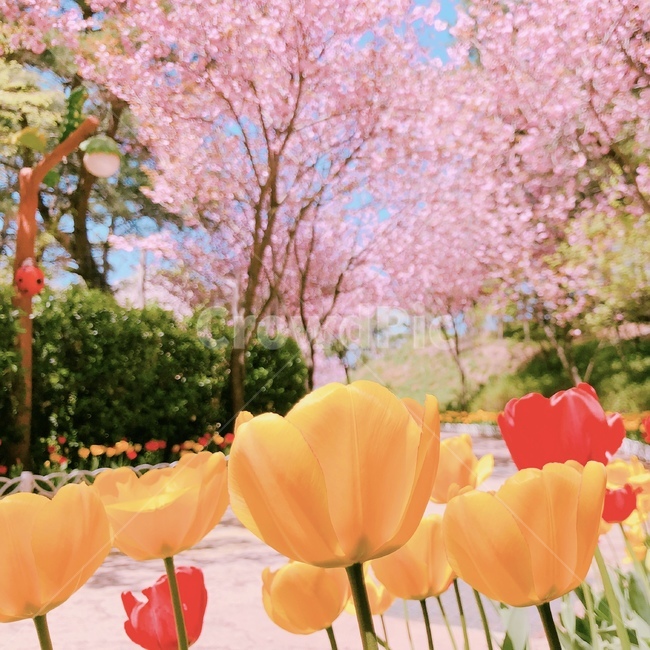 겹벚꽃,봄꽃,꽃,식물,벚꽃,핑크,분홍,튤립,봄,계절,spring,season,식물,자연,plants,nature,꽃,flower,plant,blossom,petal,꽃잎