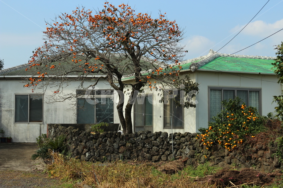 추억,감나무,제주도,농가주택,자연,제주도,jeju,jeju island,시골,마을,풍경,landscape,country,rural,town