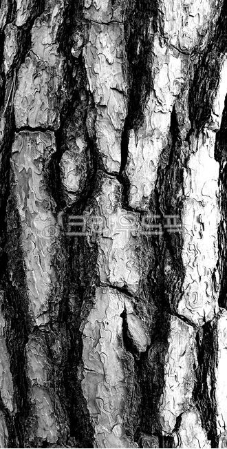 pine,tree,tree trunk,tree trunk,stem,plant,vegetation,black and white photo