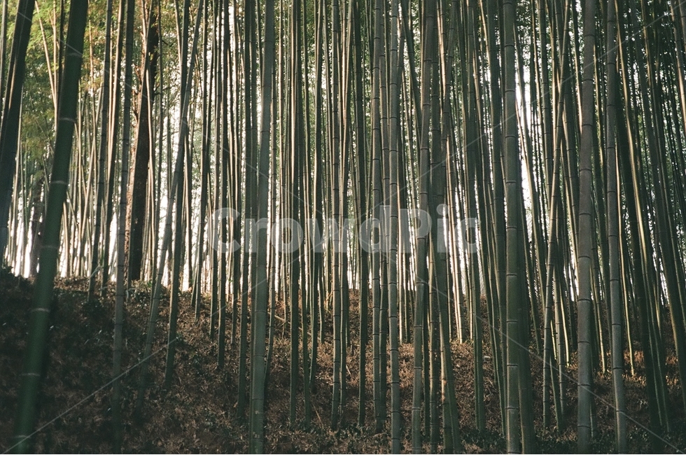 필름사진,담양,죽녹원,대나무,대나무숲,숲,식물,자연,plants,nature,나무,trees,wood
