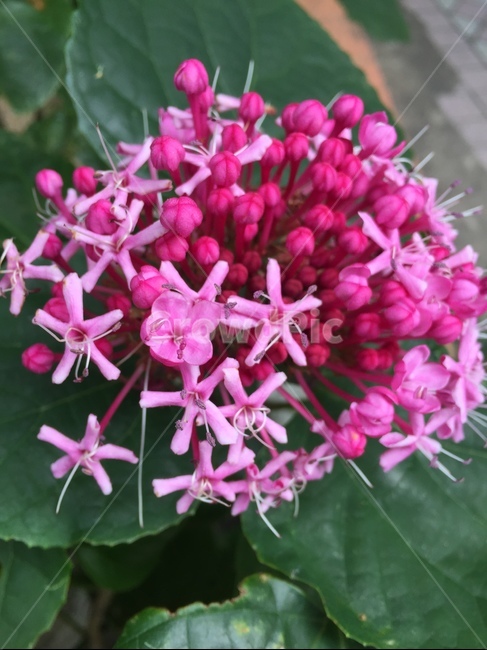 flower,꽃,자연,nature,꽃누리장나무,식물,자연,plants,nature,꽃,flower