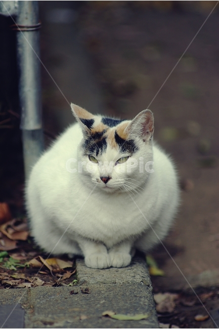 고양이,cat,길고양이,동물,animal,동물,animal,포유류,mammal,고양이,cat,kitten,kitty