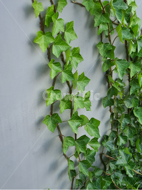 plant,식물,덩굴,넝쿨,넝쿨식물,덩굴식물,vine,벽,초록,green,엉키다,녹색,실록,담쟁이,색상,색감,싱싱한,신선한,자연,nautre,담장,나뭇잎,공원,야외,풍성한,배경,백그라운드,background,식물,자연,plants,nature