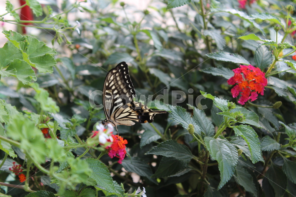 꽃,꽃배경,나비,꽃밭,접사,근접촬영,곤충,벌레,insect,bug