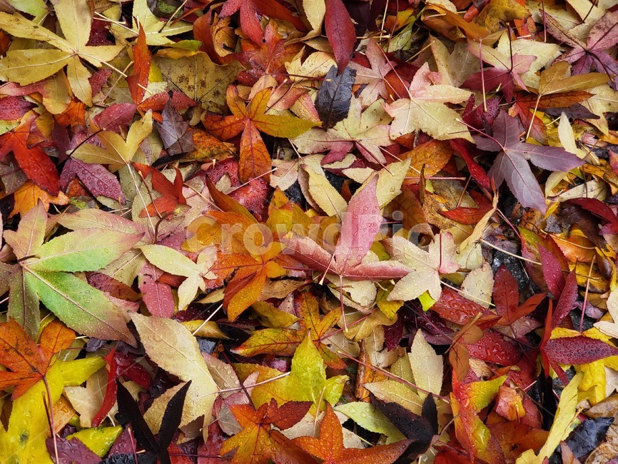 leaf,잎,plant,식물,tree,나무,가을,낙엽,단풍,은행,울긋불긋,노랑,빨강,초록,바닥,쌓이다,쌓임,겹겹이,가을,계절,fall,autumn,season