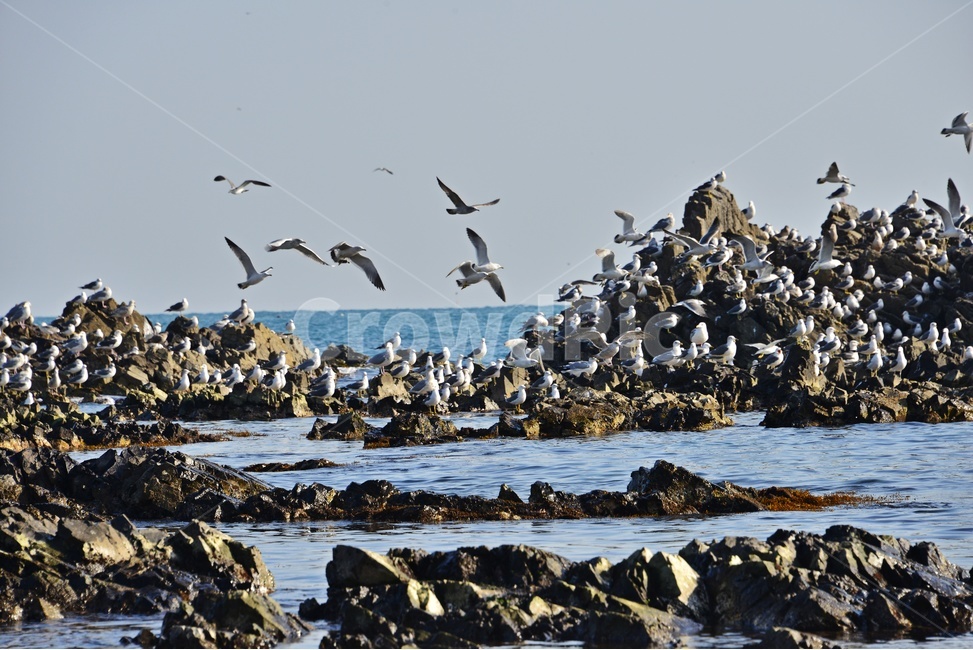 outdoors,옥외,nature,자연,water,물,ocean,대양,sea,바다,shoreline,해안선,coast,연안,해변,경주,양남,읍천,읍천주상절리,주상절리,갈매기