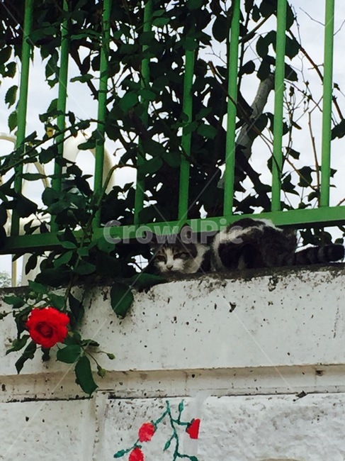 고양이,동물,길고양이,코리안숏헤어,코숏,냐옹이,길거리,koreanshorthair,kitty,street,cat,동물,animal,포유류,mammal,고양이,cat,kitten,kitty