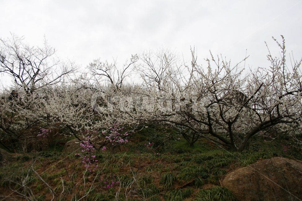 봄,봄날,매화,봄풍경,감성,spring,봄,계절,spring,season,식물,자연,plants,nature,꽃,flower,나무,trees,wood,plant