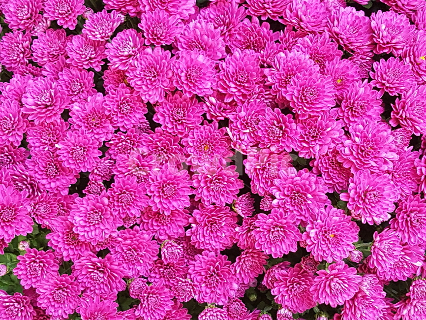 핑크색,분홍색,국화,소국,가을꽃,식물,자연,plants,nature,꽃,flower