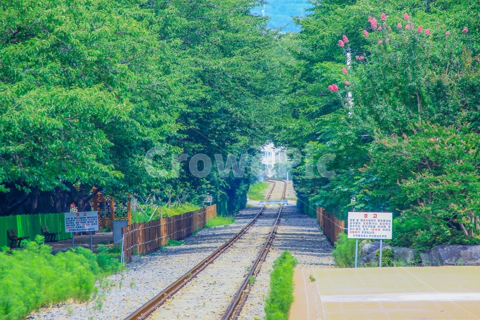 Cherry Blossom Festival,railroad,Gyeonghwa Station,tree,Jinhae,monorail