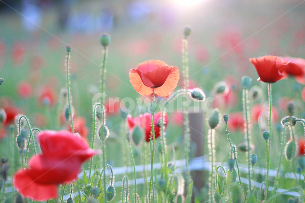 양귀비꽃,양귀비,papaversomniferium,꽃,flower,flowers,붉은꽃,redflower,6월꽃,6월의꽃,여름꽃,양귀비꽃밭,꽃밭,garden,flowergarden,flowerbed,꽃축제,6월꽃축제,올림픽공원,올림픽공원꽃축제,양귀비꽃축제,정원,공원,park,화단,식물,plant,plants,자연,nature,붉은색,예쁜꽃,beutiful,beutifulflower,식물,자연,plants,nature,꽃,flower