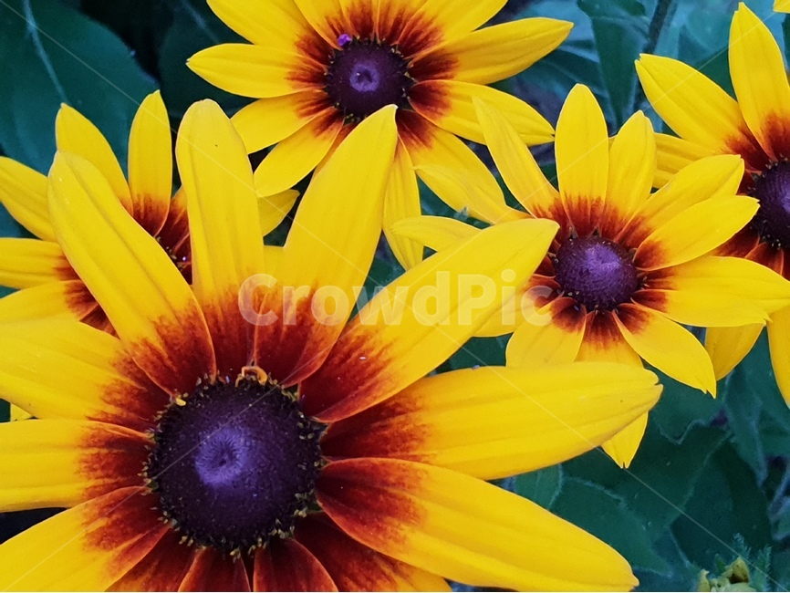 루드베키아,아름다운꽃,자연,여름,감성,계절,꽃,식물,배경이미지,beautifulflowers,plant,nature,노랑색,배경,배경화면,식물,자연,plants,nature,꽃,flower