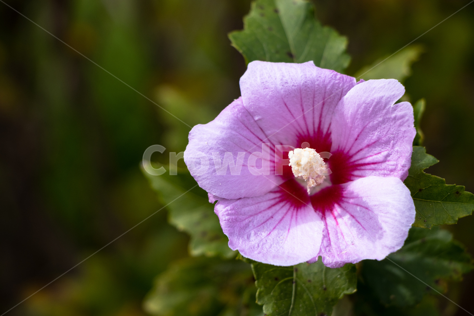 무궁화,꽃,flower,자연,무궁화꽃,식물,자연,plants,nature,꽃,flower
