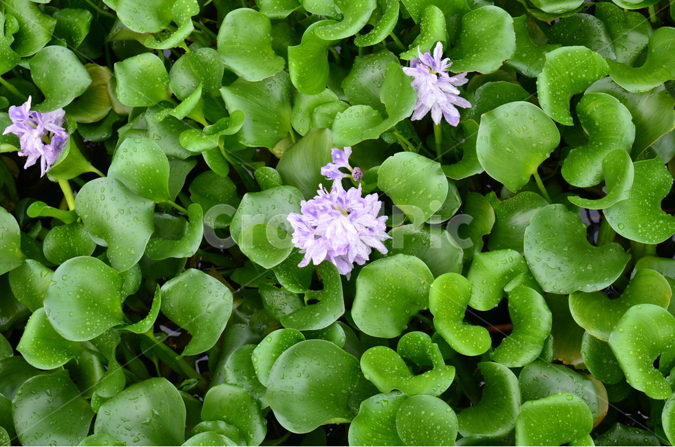 부레옥잠,꽃,보라,수중식물,정원,식물,자연,plants,nature,꽃,flower