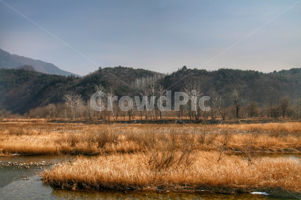 겨울풍경,나무,평창,산,강,푸른하늘,갈대,얼음,자연,풍경,nature,landscape,한국자연풍경,한국자연경관,korea nature landscape,outdoors,옥외,land,땅,water,물,marsh,습지,swamp,늪,bog,변소