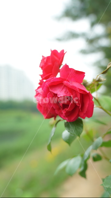 꽃,장미,장미꽃,빨간꽃,rose,식물,자연,plants,nature,꽃,flower