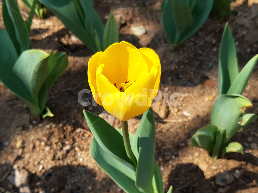 튤립,봄,꽃,식물,자연,예쁜꽃,꽃배경,tulip,노란꽃,식물,자연,plants,nature,꽃,flower