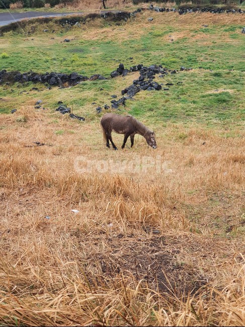 horse,말,목초지,nature,자연,farm,농장,들,field,방목