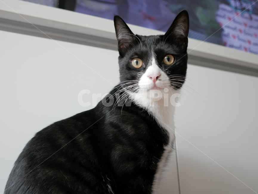 고양이,동물,얼굴,표정,개냥이,귀여운,동물,animal,포유류,mammal,고양이,cat,kitten,kitty