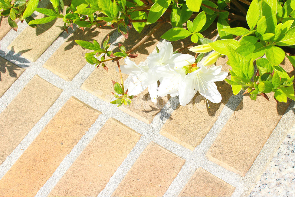 감성사진,봄,꽃,풍경,자연,flower,pink,white,light,빛,색감,spring,철쭉,봄,계절,spring,season,식물,자연,plants,nature,꽃,flower,휴식,힐링,rest,relaxation,healing,plant