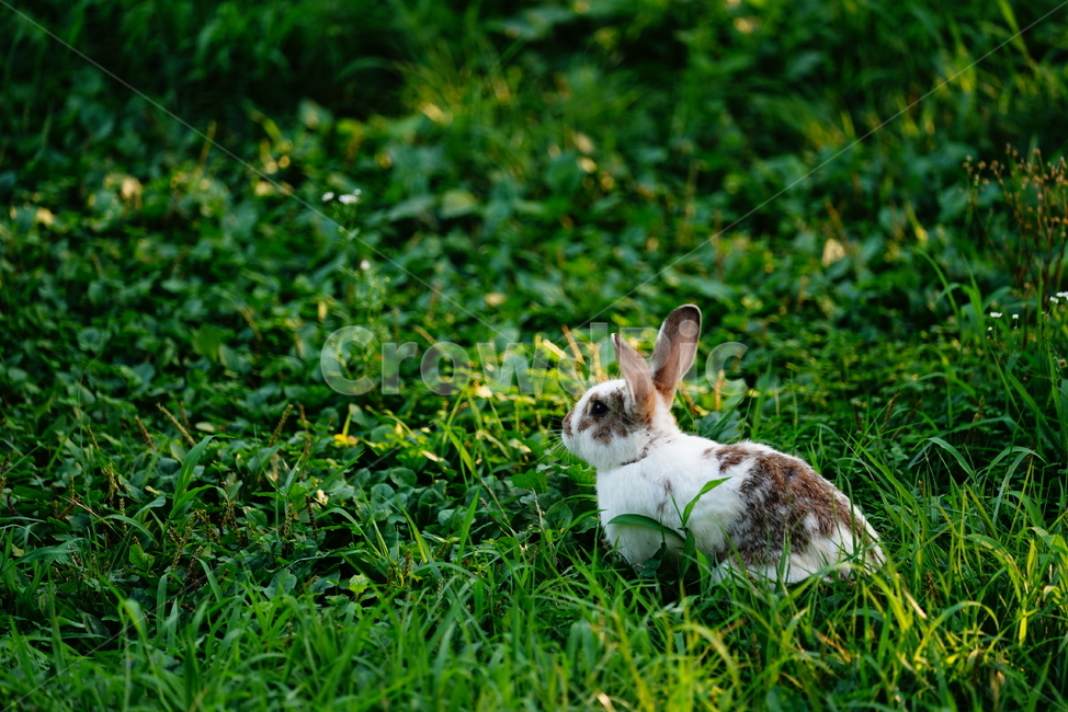 토끼,동물,생명,생물,자연,rabbit,animal,포유류,포유류,mammal