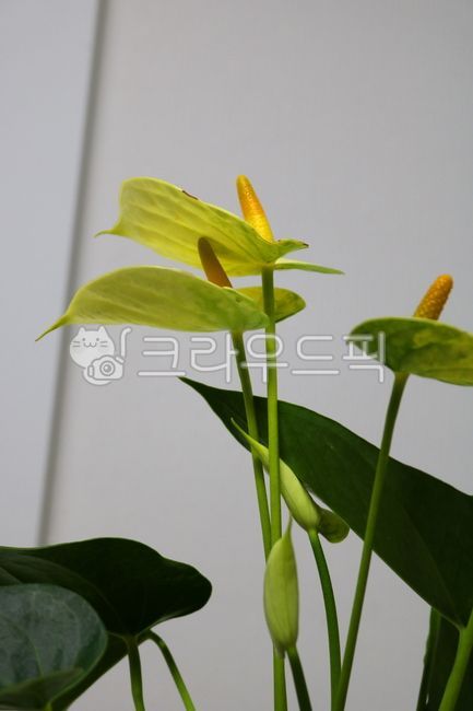 Cheonnam and,nature,air purifying plants,leaf,Anthurium flower,ornamental,foliage plant,flower,Anthurium,petal,leaves,plant,tropical plants