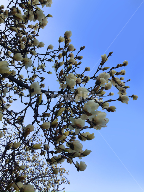 꽃,목련,블라썸,봄,흰꽃,하얀꽃,flower,blossom,플라워,spring,식물,목련꽃,봄꽃나무,목련나무
