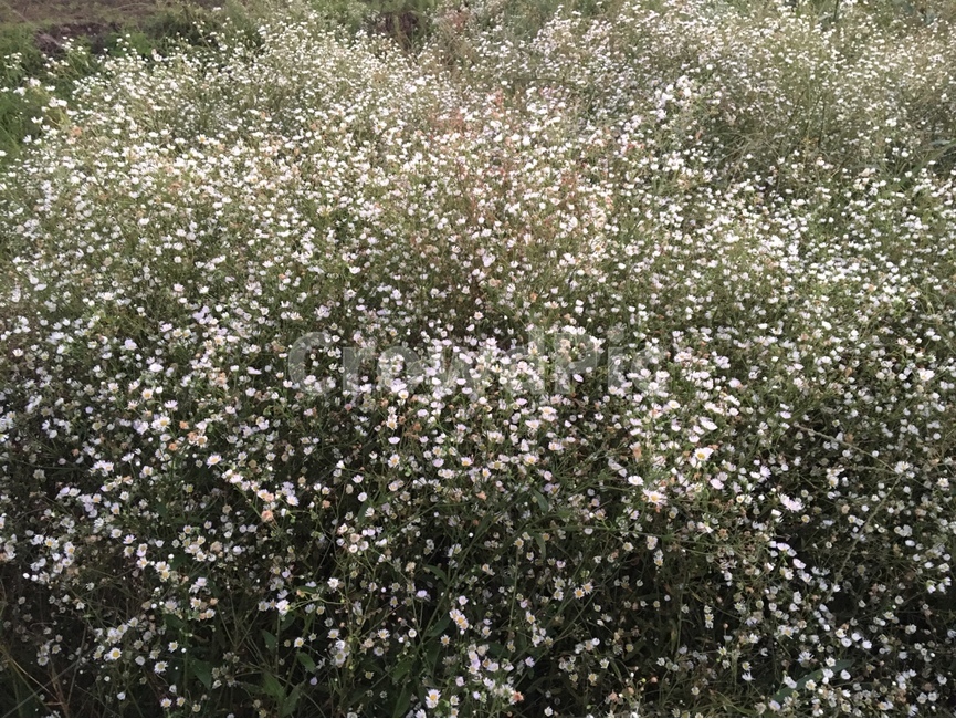 자연,풍경,자연풍경,안개꽃,꽃,하얀꽃,산,산풍경,산배경