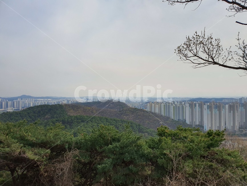 나무,산,등산,꽃,벚꽃