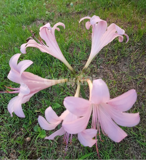 꽃,flower,자연,전원,외로움