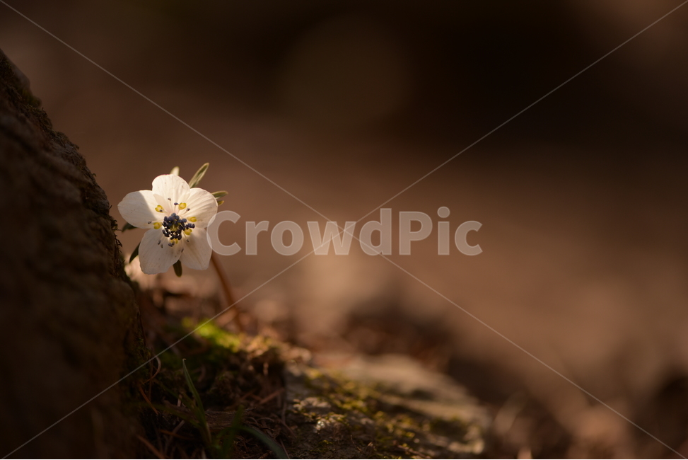 안산,수리산,꽃,변산바람꽃,식물,flower,꽃,flower