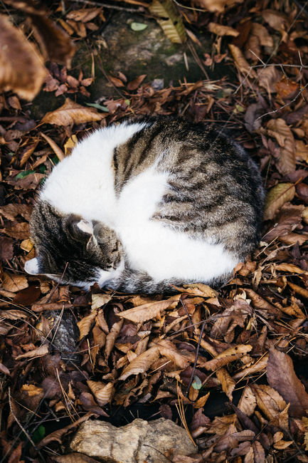 고양이,cat,길고양이,냥이,냥냥이,가을,계절,fall,autumn,season,동물,animal,포유류,mammal,고양이,cat,kitten,kitty
