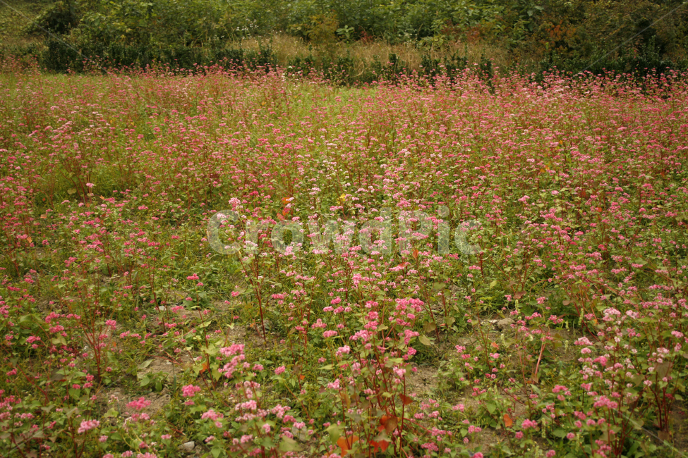 붉은메밀,메밀꽃,꽃,flower,color,식물,식물,자연,plants,nature,꽃,flower
