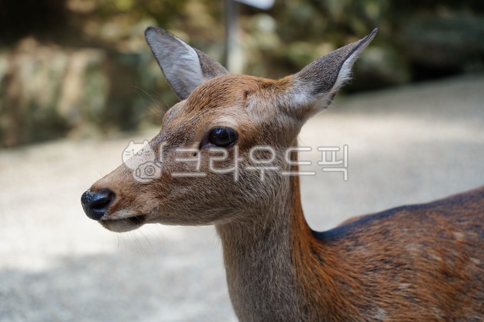 deer,animal,national park,japan deer park,roe deer,deer park,park,cute,japan,goral,deer,nara,animal,japan