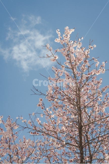 꽃,봄,벚꽃,설렘,사랑,연애,데이트,봄,계절,spring,season,식물,자연,plants,nature,나무,trees,wood,plant,tree