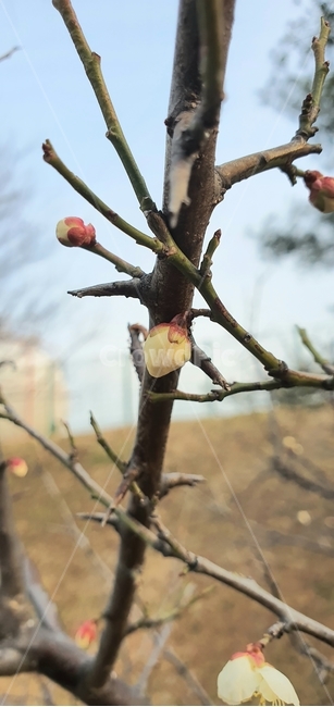 꽃,매실꽃,꽃봉오리,봄,식물,plant