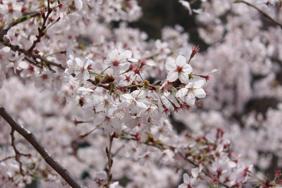 봄,spring,봄꽃,벚꽃,겹벚꽃,flower,꽃나무,tree,분홍,분홍색,pink,따뜻함,색감,분위기,꽃