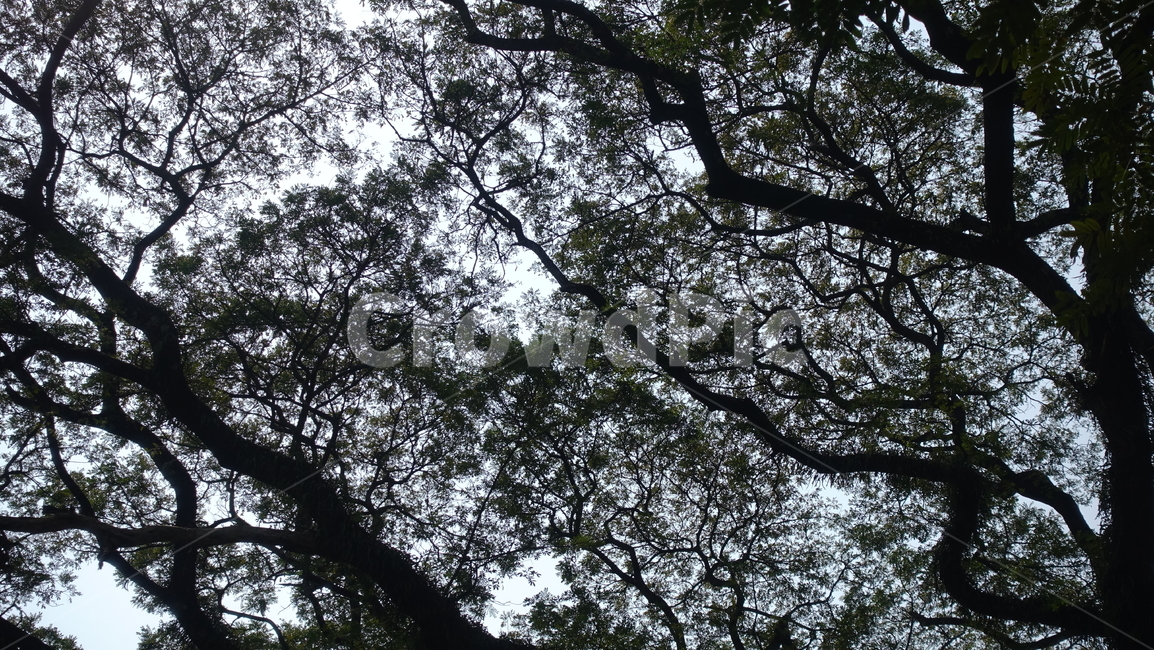 tree,나무,plant,treetrunk,나무줄기