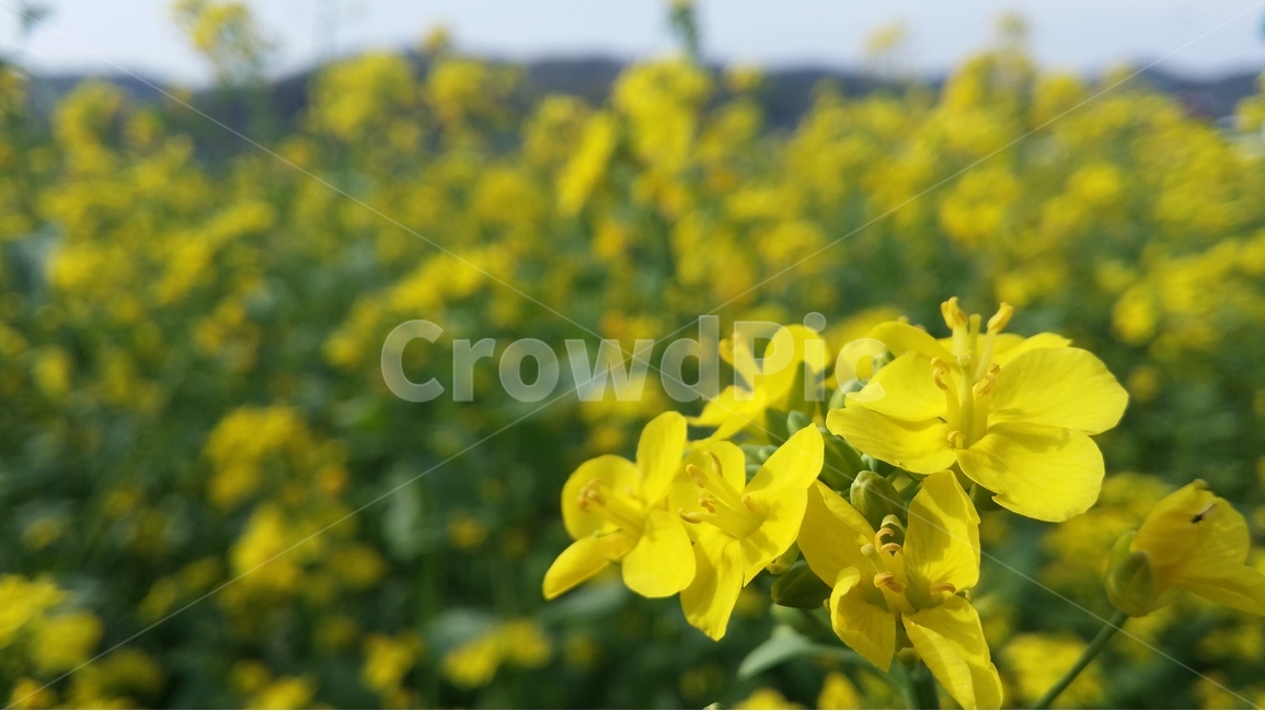 유채꽃,rapeflower,yellow,하중도,plant,flower,식물,자연,plants,nature,꽃,flower