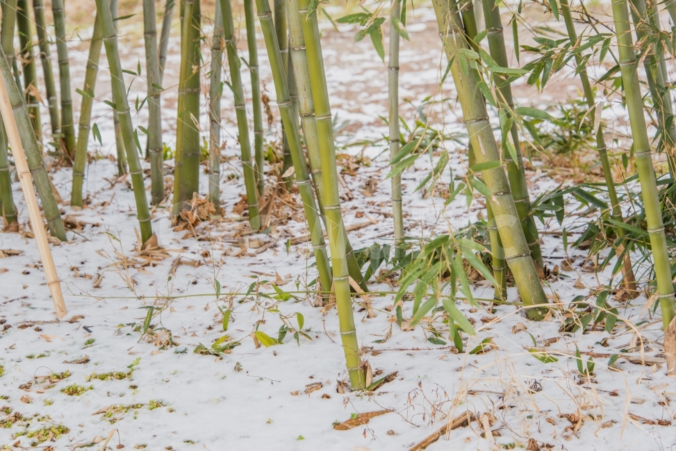 대나무,bamboo,눈,snow,겨울,winter,겨울의대나무,D750,겨울,계절,winter,season,식물,자연,plants,nature,나무,trees,wood