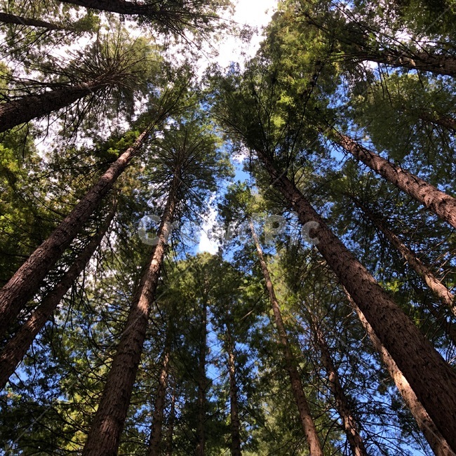 나무,햇살,자연,tree,sunny,nature,자연,풍경,nature,landscape,plant,식물,redwood,세쿼이아