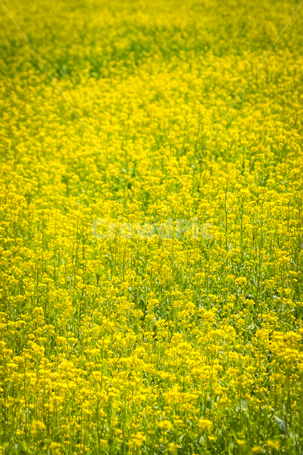 유채꽃,봄,들판,노란색,rapeblossoms,풍경,꽃밭,flowergarden,flower,봄,계절,spring,season,자연,풍경,nature,landscape,field,들,grassland,목초지,outdoors,옥외,rural,농촌,farm,농장,meadow