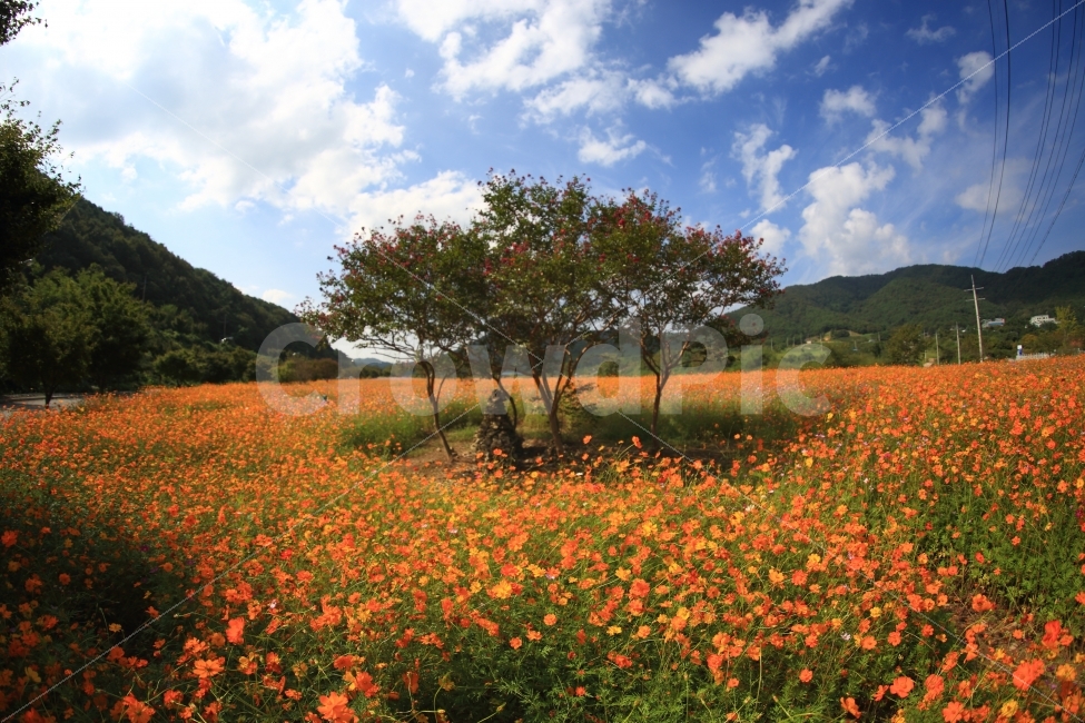 황화코스모스,코스모스,가을,파란하늘,구름,풍경,자연,꽃,자연,풍경,nature,landscape,한국자연풍경,한국자연경관,korea nature landscape,식물,plants,나무,trees,wood,outdoors,옥외,field,들,grassland,목초지